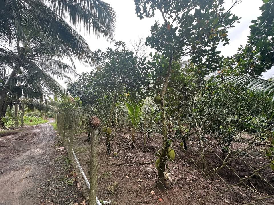 Đất nền 2 công tại Xã Phú An, Huyện Cai Lậy - Giá chỉ 1.5 tỷ, cơ hội đầu tư hấp dẫn!