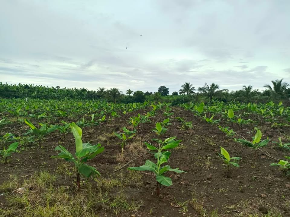 Đất nông nghiệp Bàu Hàm 8444m² giá 3 tỷ - Tiềm năng phát triển lớn!