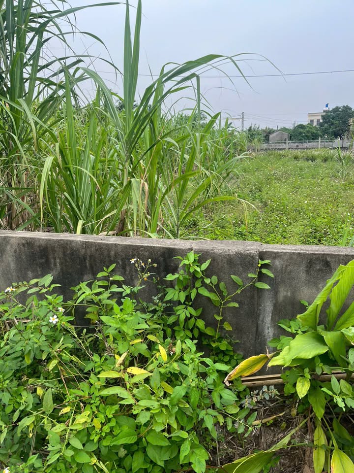 Đất nền Rạng Đông, Nghĩa Hưng, 210m² giá 1.45 tỷ - Cơ hội đầu tư tuyệt vời!