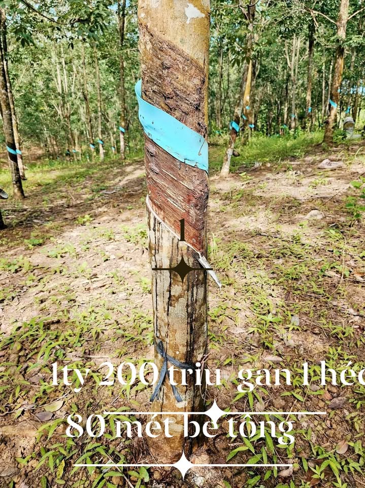 Đất nền 10080m² xã Tân Tiến, Bù Đốp - Giá chỉ 1.2 tỷ, đầu tư sinh lời!