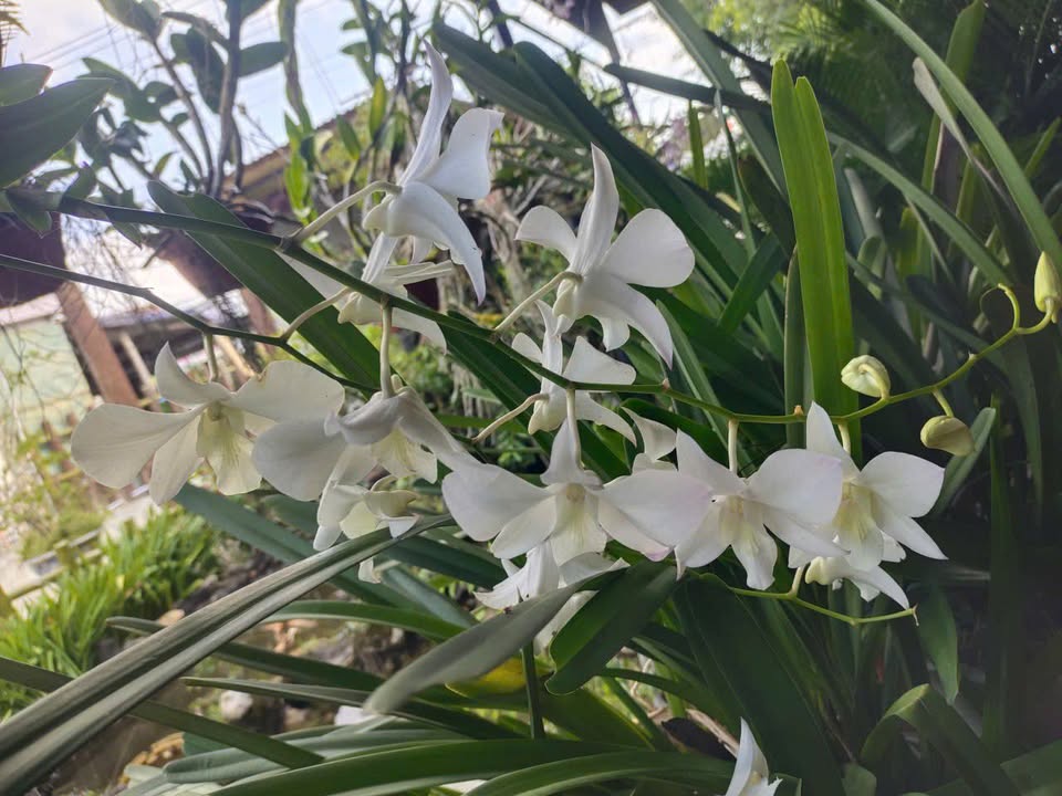 Đất nền Tịnh Thọ - Sơn Tịnh 105m² giá 1xx triệu - Sổ hồng chính chủ!