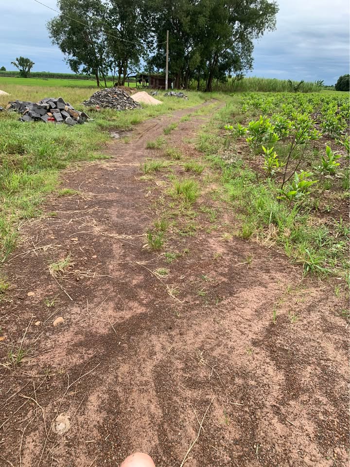 Đất nền 1000m² tại Láng Dài, Đất Đỏ - View cánh đồng lúa tuyệt đẹp, chỉ 1.3 tỷ!
