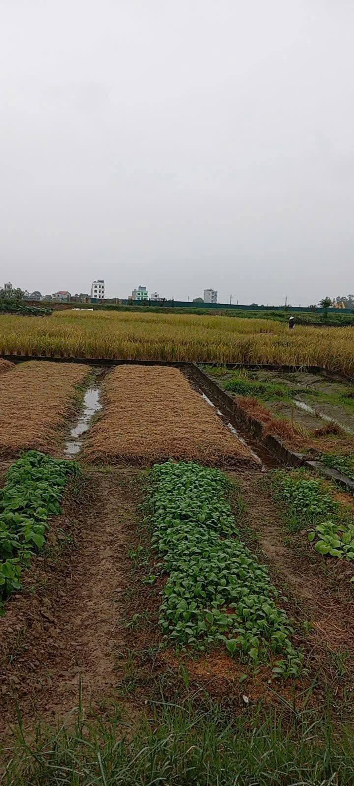 Đất nền Kim Trung - Hưng Hà 132m² giá 1 tỷ - Tiềm năng sinh lời cao!