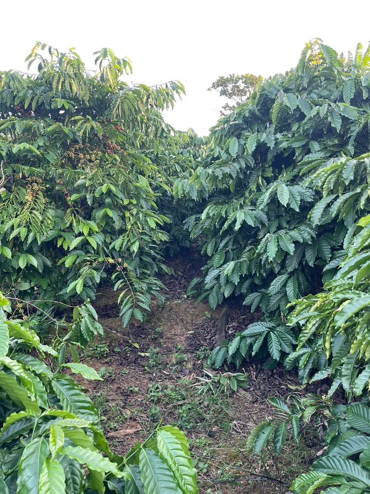 Đất nền 7,7 sào Đắk Gằn, Đắk Mil - Giá chỉ 1.5 tỷ, cơ hội đầu tư hấp dẫn!