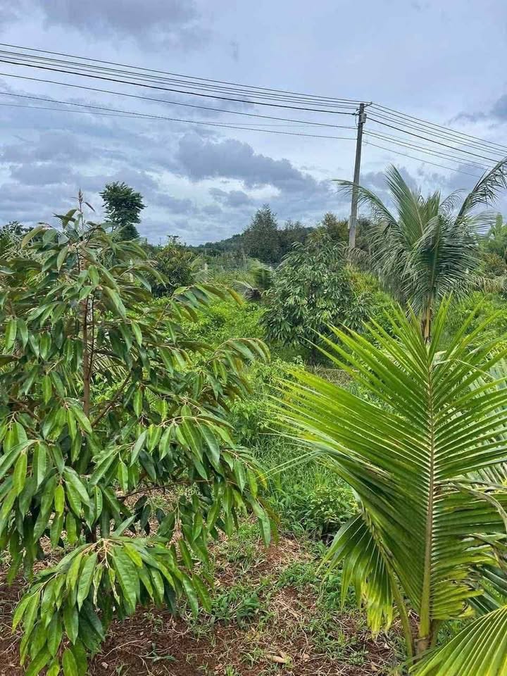 Đất nền 3 sào tại đường nhà thờ thôn 2, Quảng Phú, Cư M'gar - Giá 900 triệu, thương lượng ngay!