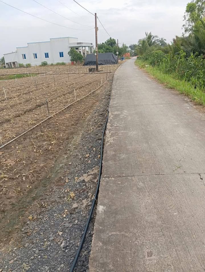 Đất nền 5000m² tại Ấp Hộ Tân Điền, Gò Công Đông chỉ 550 triệu - Tiềm năng phát triển lớn!