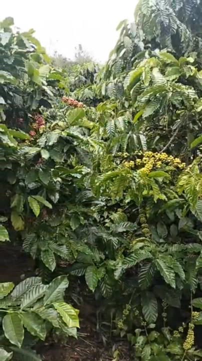 Đất trồng cà phê 3600m² tại Tân Lâm, Di Linh giá 2.7 tỷ - Đầu tư sinh lời hấp dẫn!