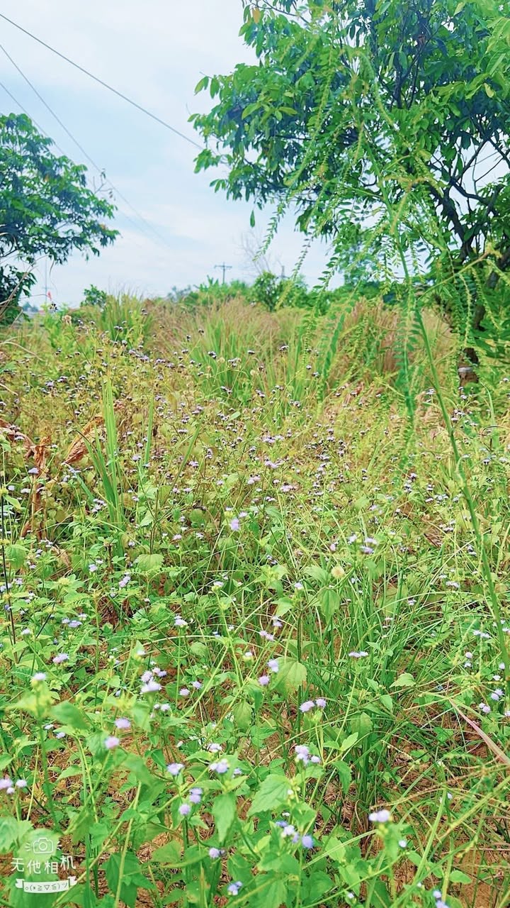 Đất ở Bình Khê, Đông Triều 508m² giá rẻ - Mặt tiền 16.5m, ô tô vào tận nơi!