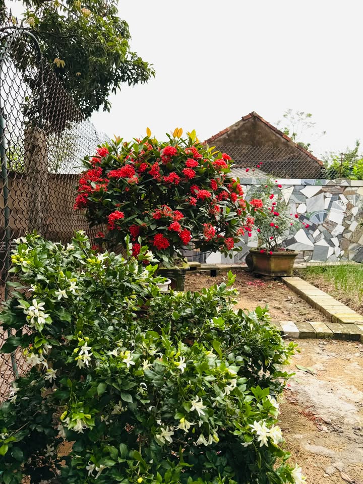 Đất thổ cư 216m² tại Bắc Hồng - Giá chỉ 1,7 tỷ - Hướng Nam mát mẻ!