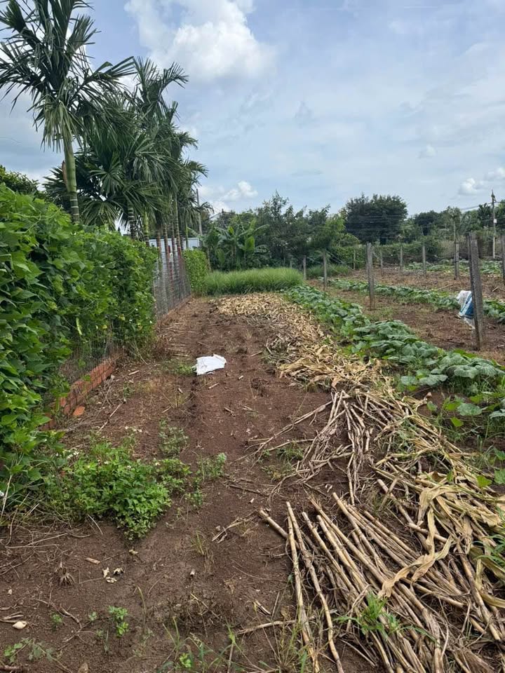 Đất thổ cư thôn 8, xã Cư Êbur 160m² giá 690 triệu - Cơ hội đầu tư không thể bỏ lỡ!