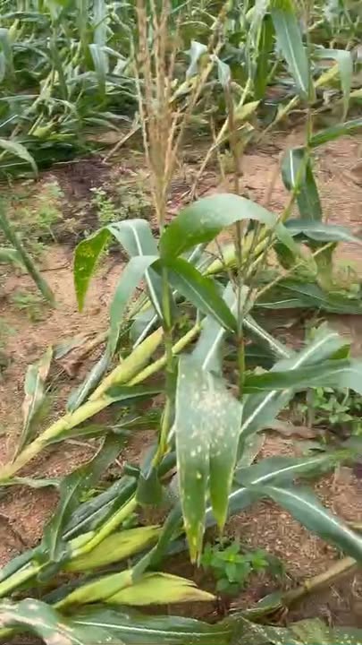 Đất nền quy hoạch CLN Thôn 4, xã Ea H'Leo, 52000m² giá chỉ 1 tỷ - Cơ hội đầu tư hấp dẫn!