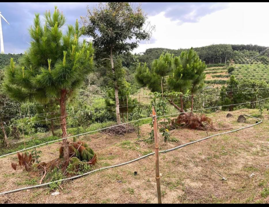 Đất nền 5,5 sào Thôn 1 Ea Nam, Đắk Lắk giá 750 triệu - View cực đẹp, ô tô vào tận nơi!