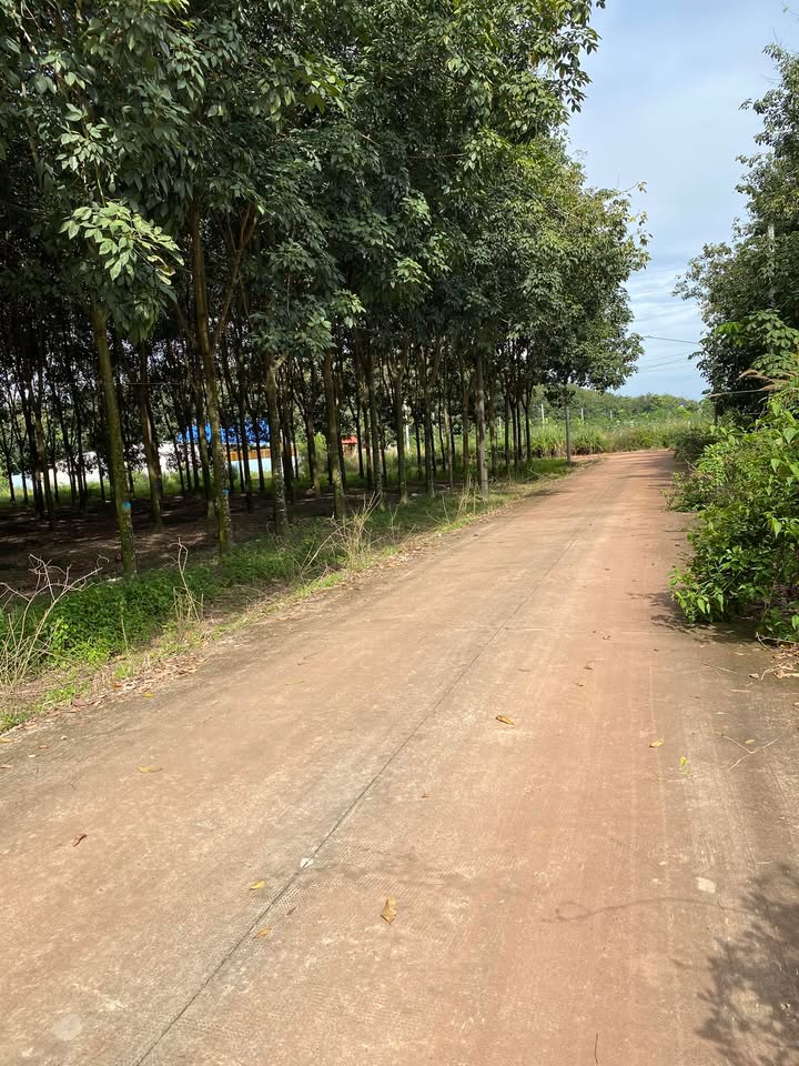 Đất thổ cư mặt tiền đường bê tông Tân Hiệp 100m² giá 1.2 tỷ - Cơ hội đầu tư tốt!