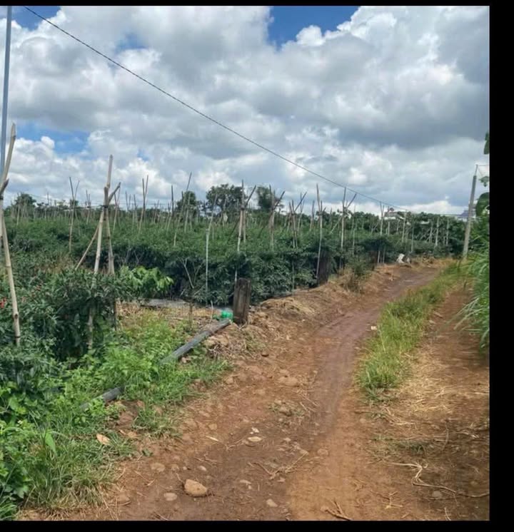 Đất nền Tân Hội 1200m² giá 800 triệu - Chính chủ cần bán gấp!