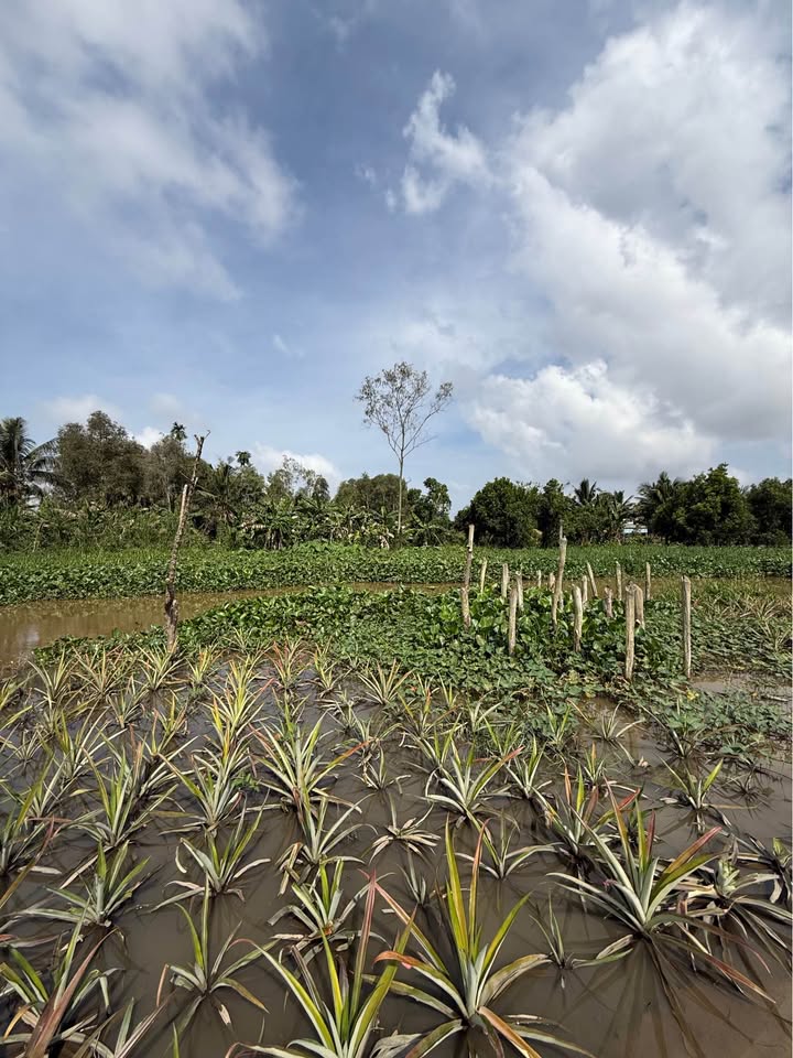 Đất nền mặt tiền sông Ba Voi, phường Vị Tân, 11.5 công chỉ 3.45 tỷ - Đầu tư sinh lời!