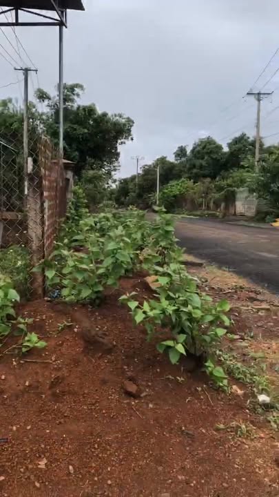 Đất rẫy cà phê, sầu riêng 5 hecta tại Ia Grăng - Đầu tư sinh lời ngay lập tức!