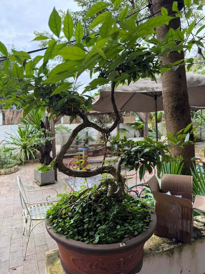 Nhà phố Nguyễn Du, Pleiku 185m² - Giá tốt, gần trung tâm!