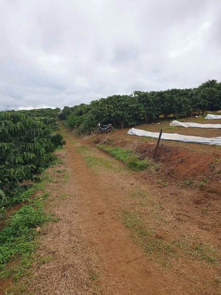 Đất nền thôn 9 Lộc Ngãi Bảo Lâm 1154.82m² giá 410 triệu - Thế đất thoáng đãng