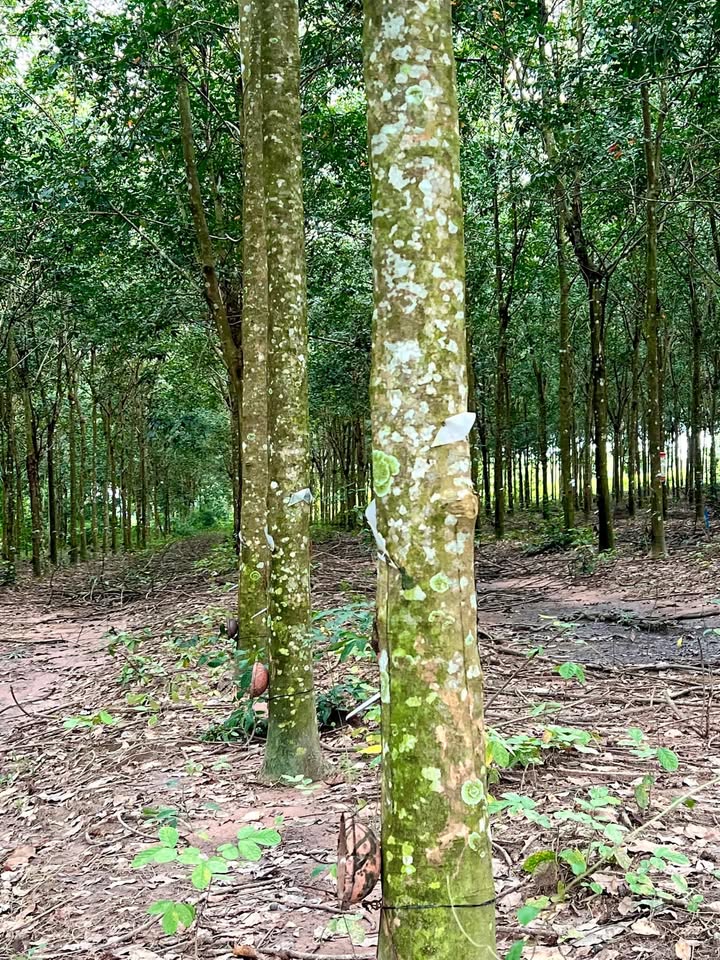 Farm 3ha tại Minh Lập, Chơn Thành - Sẵn 200m² thổ cư, giá thỏa thuận!