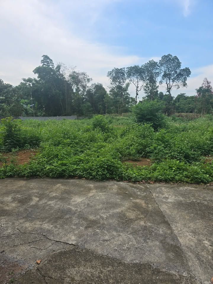 Đất thổ cư 350m² tại Quỳnh Lưu, Ninh Bình - Cần bán gấp giá tốt!