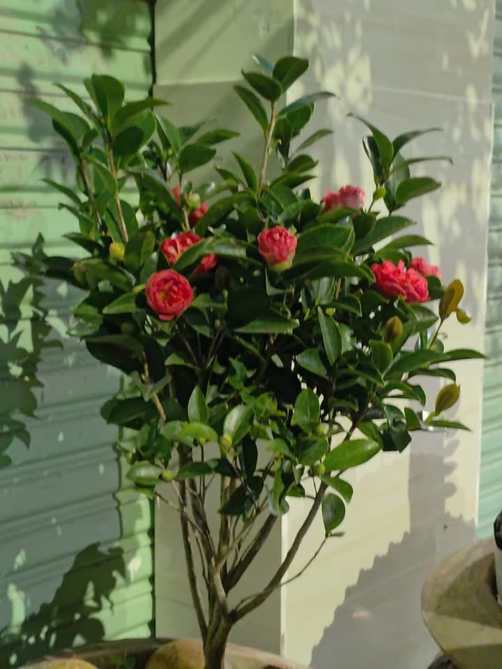 Đất nền Đất Đỏ 700m² giá 1.399 tỷ - Vị trí tuyệt vời cho nhà vườn