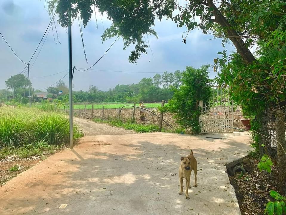 Đất Sào Hai Mặt Tiền Hàm Nghi 2000m² Giá 890 triệu - Cơ Hội Đầu Tư Hiếm Có!