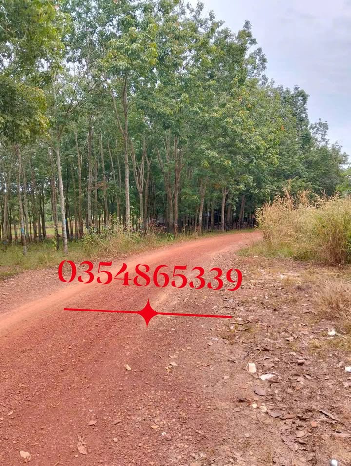 Đất nền 300m² Tiến Thành - Sổ đỏ chính chủ, giá chỉ 1.3 tỷ!