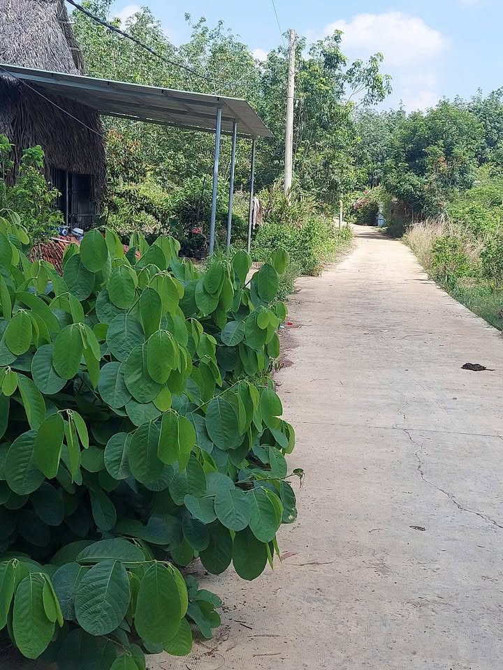 Đất nền Tiến Thành, Đồng Xoài 280m² giá 750 triệu - Cơ hội đầu tư hấp dẫn!