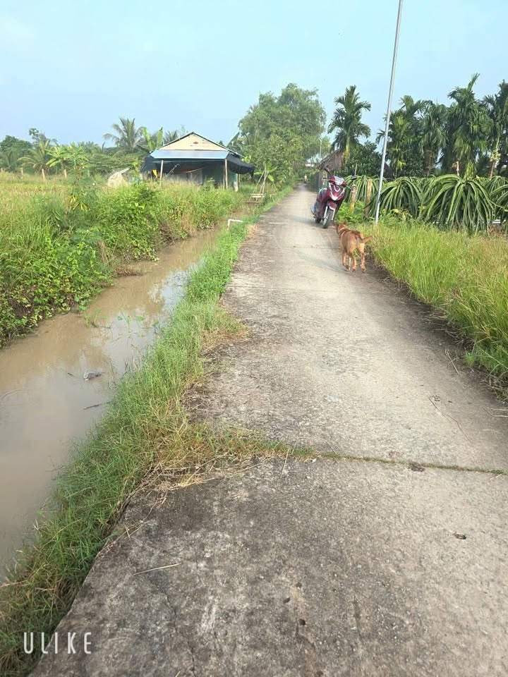 Đất Lúa 1000m² Phú Ngãi Trị, Châu Thành - Giá 630 triệu, Sổ hồng riêng!