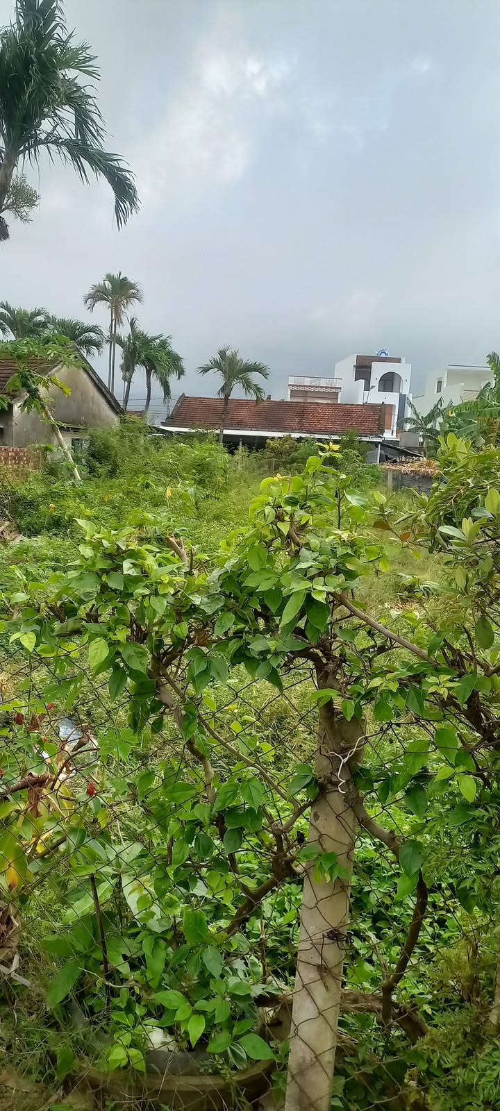 Đất thổ cư Hòa Tân Đông 245m² giá 790 triệu - Cơ hội đầu tư hấp dẫn!