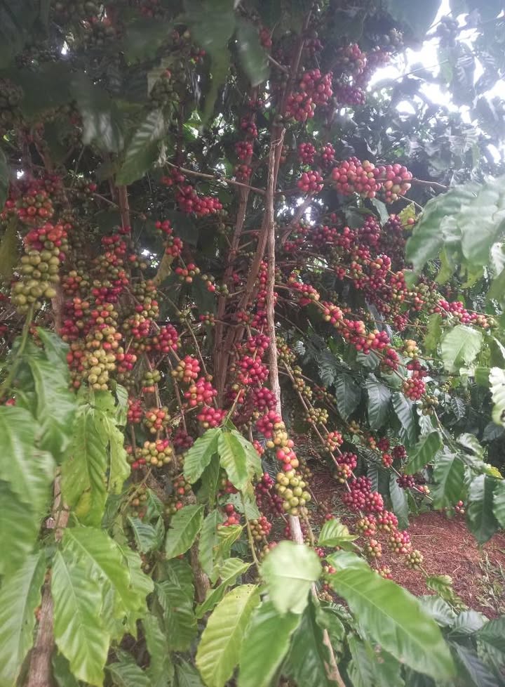 Đất nền Lộc Ngãi Bảo Lâm 1080m² chỉ 2 tỷ - Đầu tư sinh lời ngay!