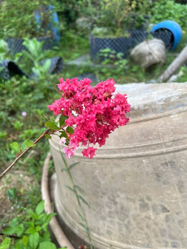 Đất Cam Hiệp Nam 1100m² giá 220 triệu - Cơ hội đầu tư hấp dẫn!