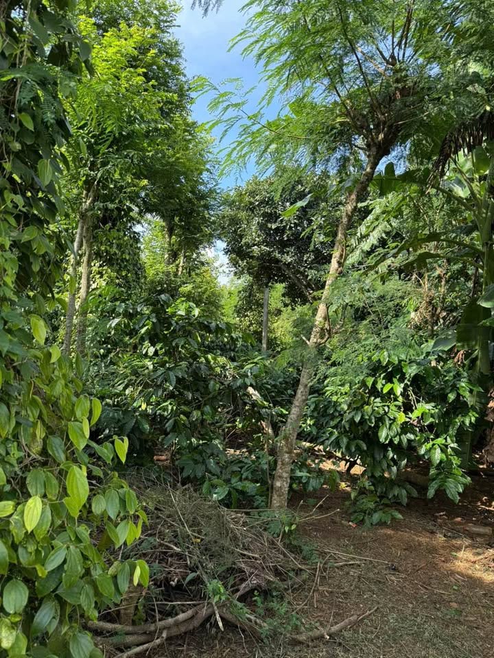 Đất sào Ka7 Eatu Tân An 2400m² giá 3 tỷ - Cơ hội đầu tư hấp dẫn!