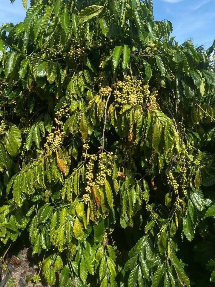 Đất nông nghiệp 4 sào Hòa Thành, Krông Bông - Giá 993 triệu, sẵn sàng đầu tư!