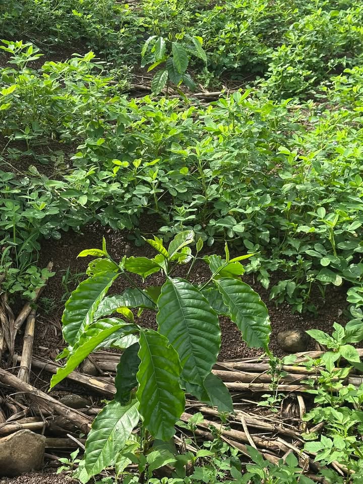 Lô Rẫy Cà Phê 6000m² tại Thôn Ea Duat - Giá chỉ 1 tỷ - Cơ hội vàng đầu tư!