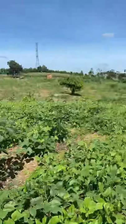 Đất nông nghiệp 4ha tại Nam Tiến, Cư Jút - Giá 3.6 tỷ - Cơ hội đầu tư tốt!