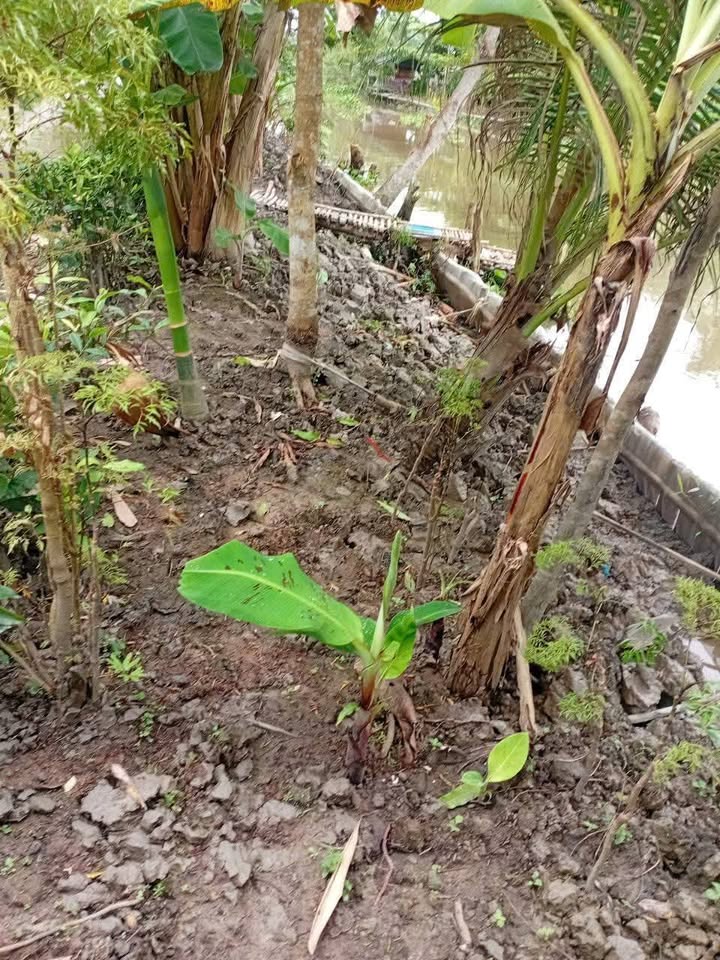 Đất thổ cư 300m² Hòa Mỹ, Phụng Hiệp 7200m² giá 1.3 tỷ - Đầu tư sinh lời ngay!