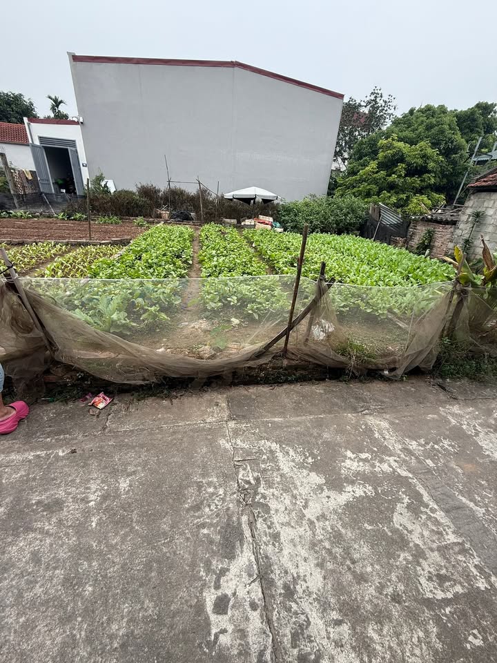 Đất nền Thư Phú, Thường Tín 40m² giá chỉ 2.x tỷ - Cơ hội đầu tư hiếm có!