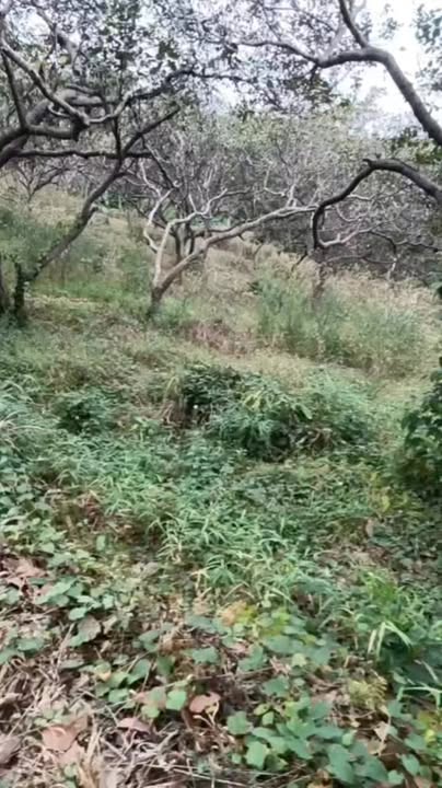 Đất farm Thọ Sơn, Bù Đăng 2.7ha giá 1.6 tỷ - Đầu tư sinh lời lý tưởng!