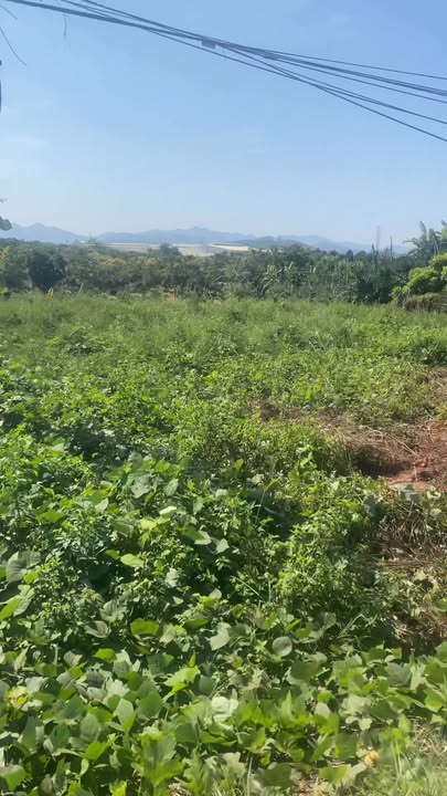 Đất nền Trại 1, Phượng Sơn, Bắc Ninh 500m² - Vị trí đẹp, kinh doanh đắc địa!