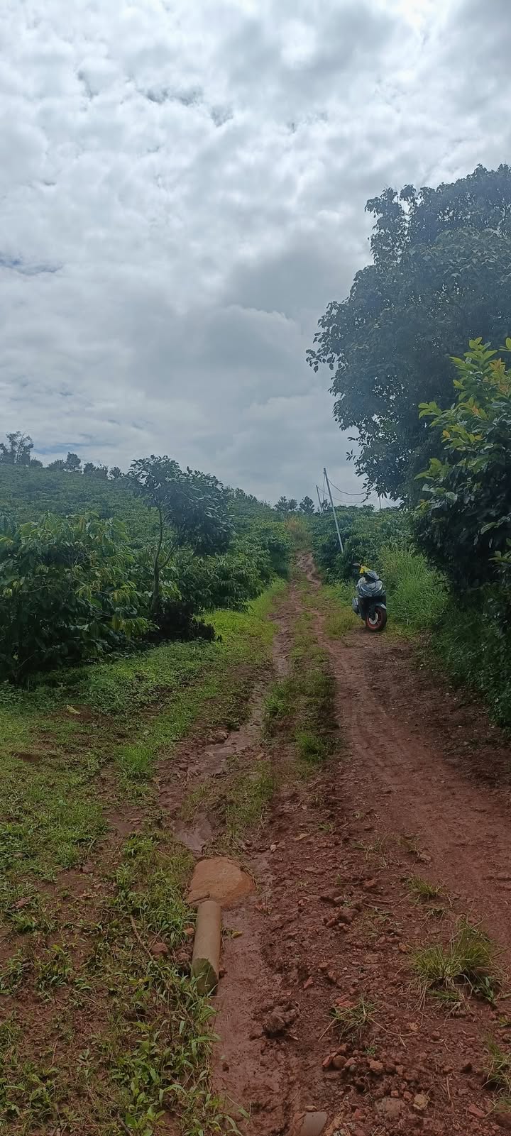 Đất nền 4500m² xã Tân Thượng, Di Linh giá 1.95 tỷ - Sổ đỏ chính chủ!