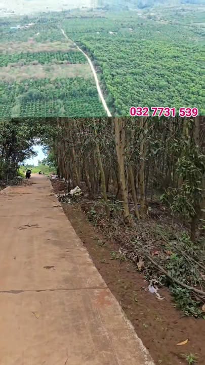 Đất vườn 90.000m² tại xã Bình Giáo, huyện Chư Prông, Gia Lai - Giá tốt, vị trí đắc địa!