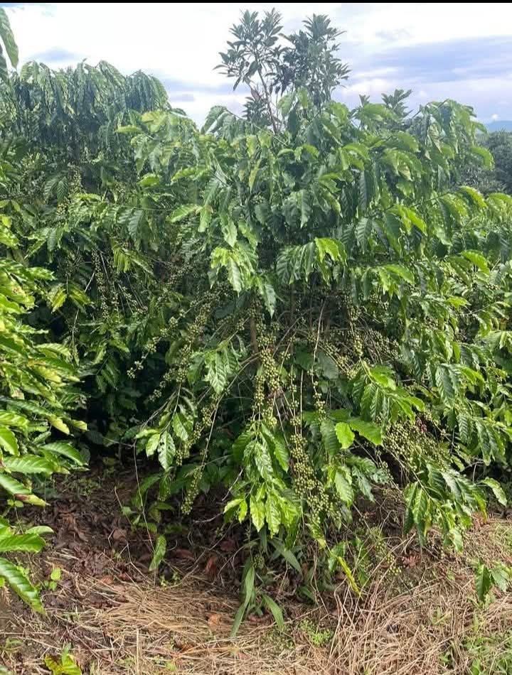 Đất nền Hòa Bắc Di Linh 18720m² giá 2.3 tỷ - Sang nhượng gấp!