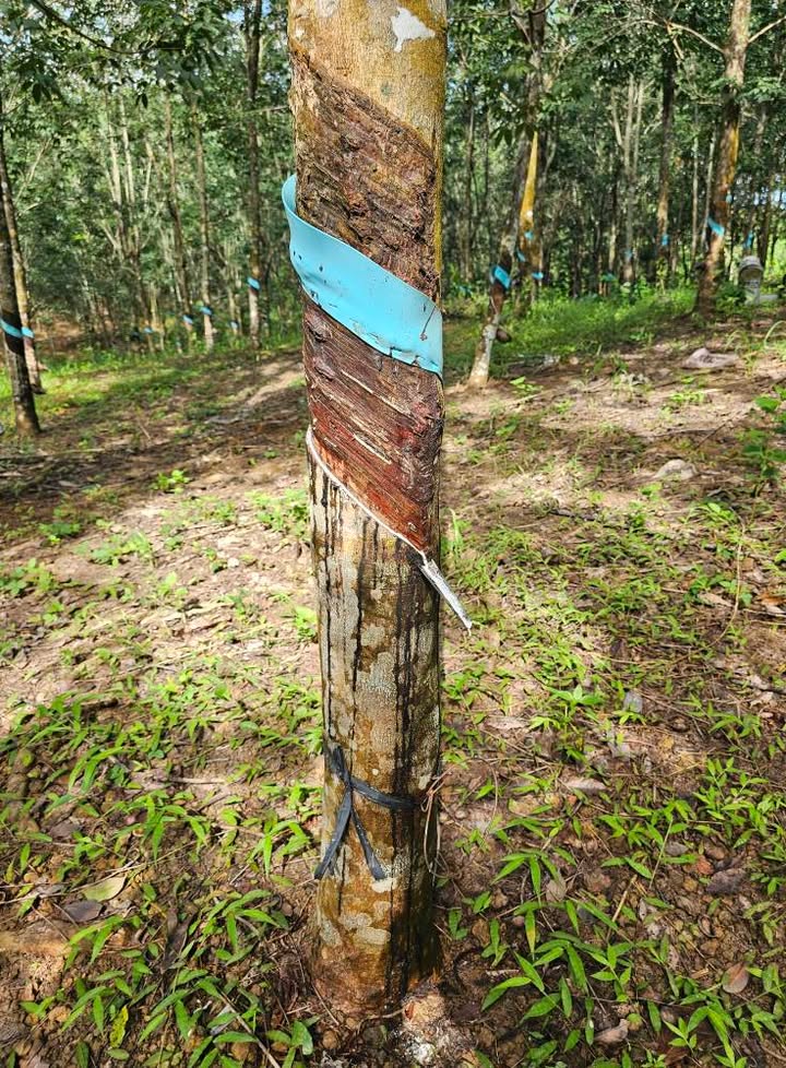 Đất nền Tân Tiến Đồng Phú 10,000m² giá 1.2 tỷ - Đường nhựa 200m