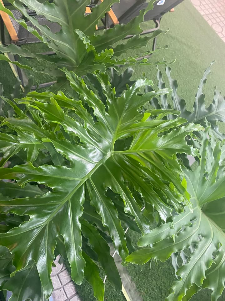 Đất nền Khu Nam Hùng Vương, Bình Tân 72m² giá 5.7 tỷ - Cơ hội đầu tư hấp dẫn!