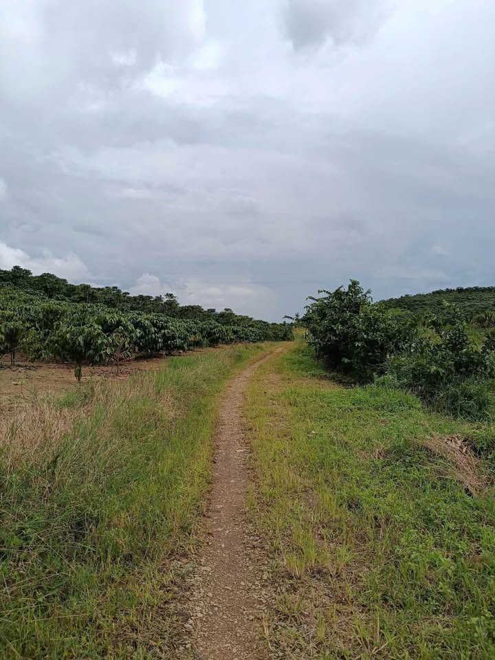 Đất nền Bảo Lộc 21600m², giá chỉ 1.9 tỷ - Hẻm thông, ô tô vào tận nơi!