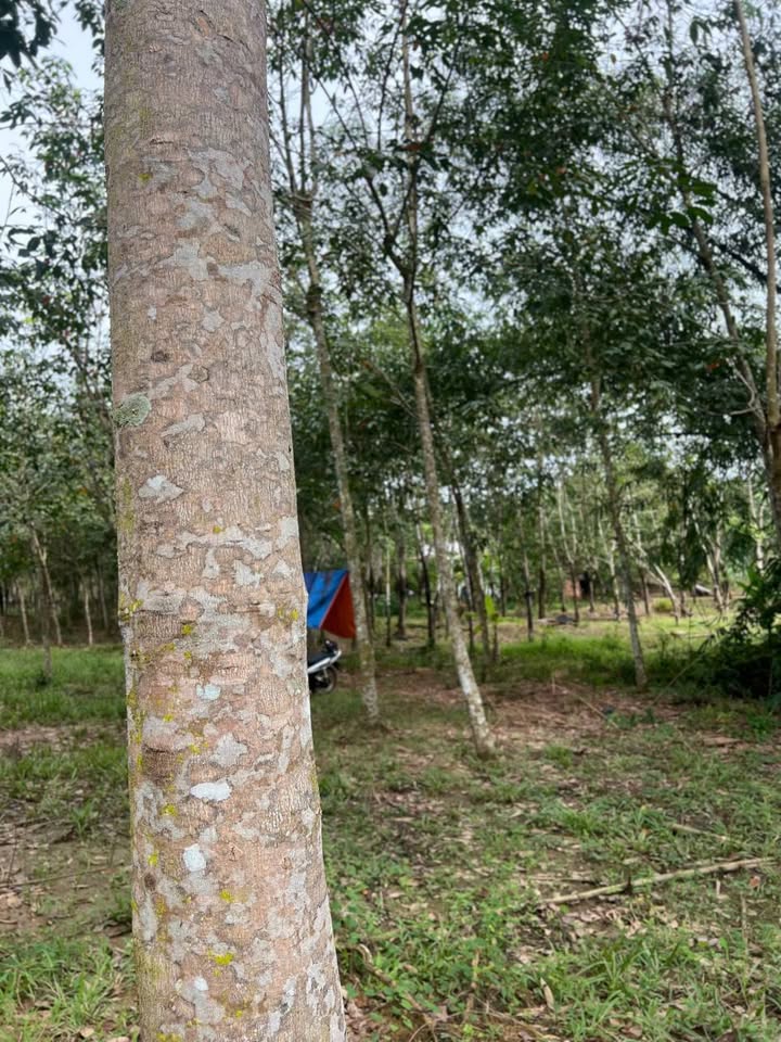 Đất Farm 1,3ha tại Minh Tâm, Hớn Quản chỉ 1 tỷ - Đầu tư sinh lời ngay!