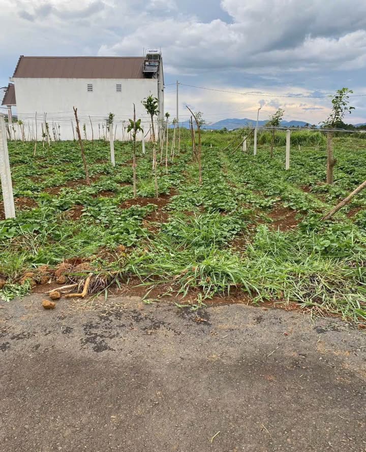 Đất nền hẻm Nguyễn Trãi, phường 2, Bảo Lộc 115m² giá 1.35 tỷ - Cơ hội đầu tư tuyệt vời!