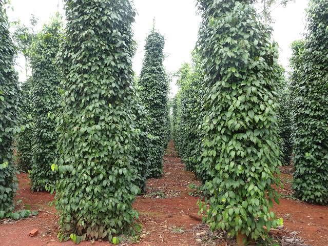 Đất nền Đăk R’moan, Gia Nghĩa, 2600m² giá 2.42 tỷ - Đầu tư kinh doanh sinh lời!