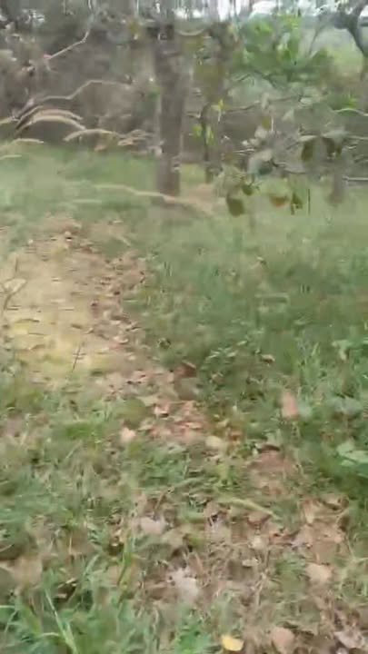 Đất nông nghiệp 8 sào tại xã Thọ Sơn, Bù Đăng - Giá chỉ 1 tỷ